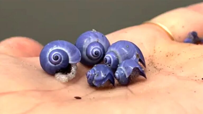 Mysterious rare purple shell washes up on shores of beach after long absence