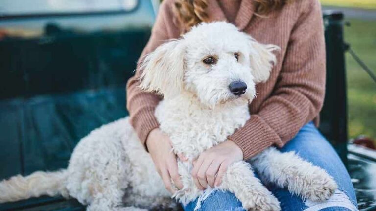 Would you date your pet? 1 in 3 say yes to AI version
