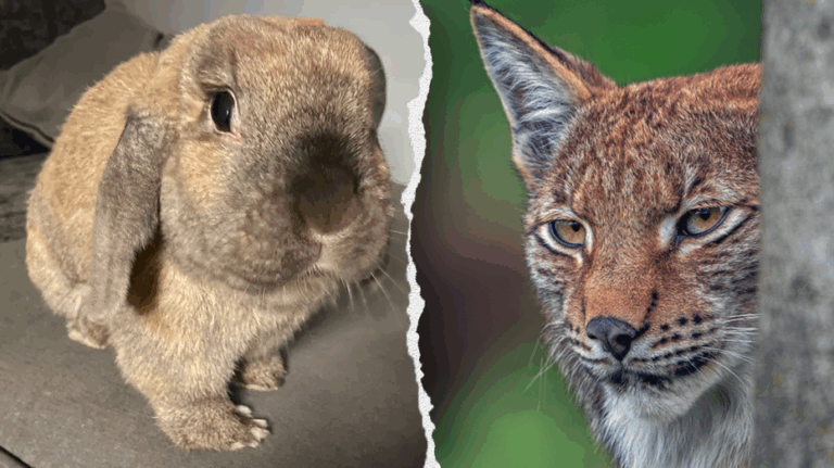 Zoo's request for donations of pets to be fed to predatory animals draws PETA blowback