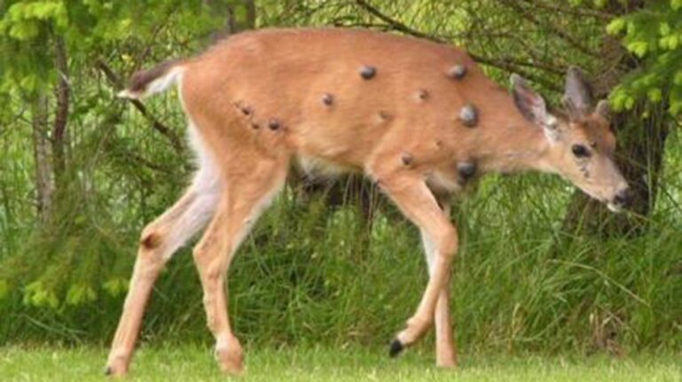 Viral photos of deer with strange warts follow 'Frankenstein' rabbit, squirrel sightings