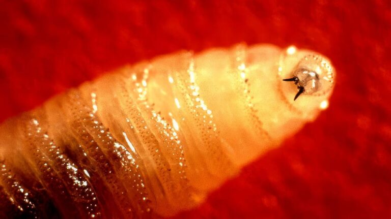 Flesh-eating parasite case detected in US traveler returning from Central America