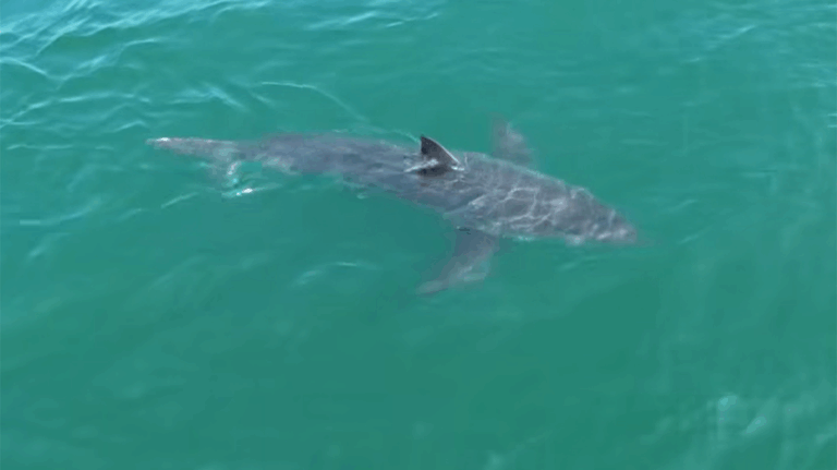 Great white shark lurking near Northeast vacation spot, drone video shows