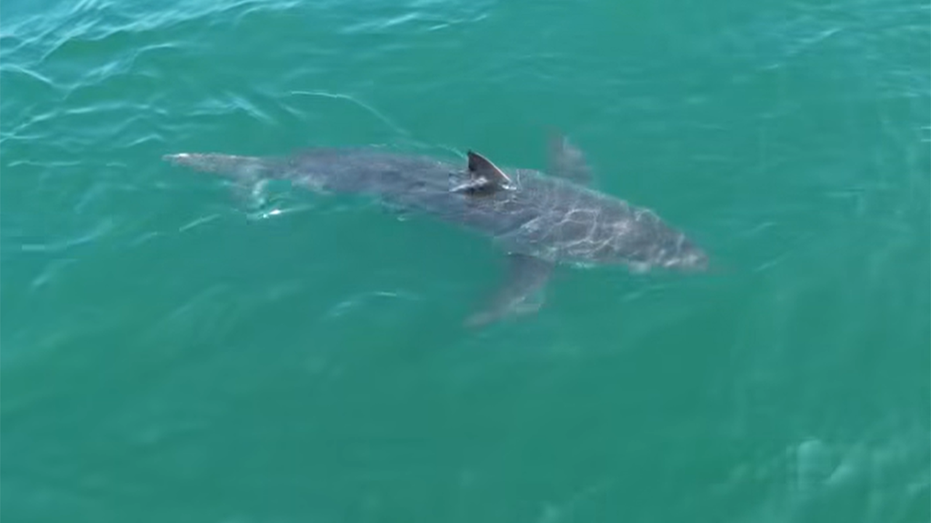 Great white shark lurking near Northeast vacation spot, drone video shows