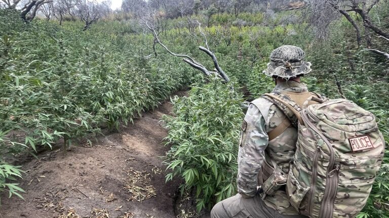 Thousands of illegal hidden marijuana plants removed from national park along with gun, dangerous chemicals
