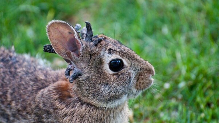 Wild rabbits spotted with strange 'horn-like' growths sprouting from their heads