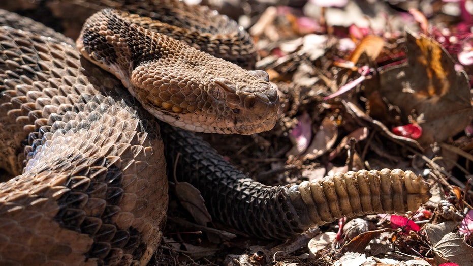 Hiker made fatal mistake when encountering poisonous snake, officials believe