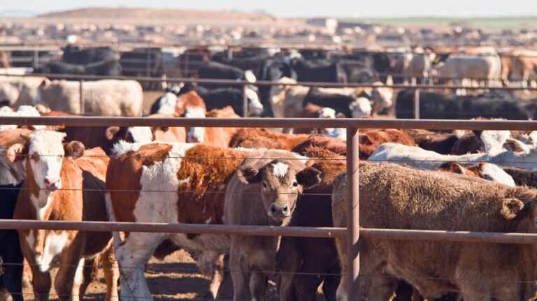 New screwworm case detected by Mexico closest to US border since outbreak began in cattle ranches
