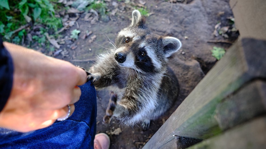 Rabies infections are increasing in wild animals — should you worry?
