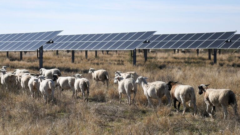 Solar companies deploy sheep across farms in growing green energy trend
