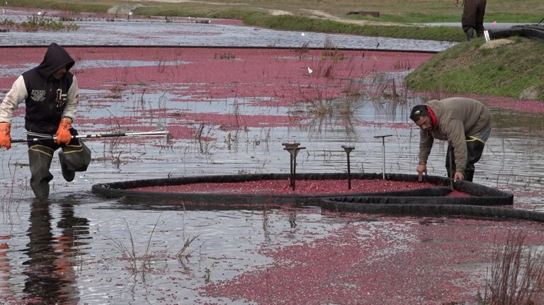 Rising production costs push cranberry farmers to retire bogs