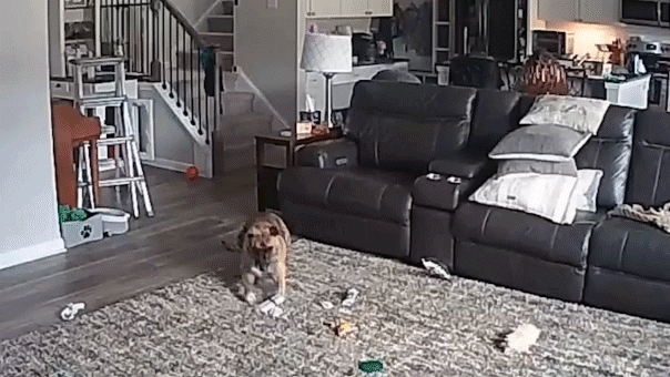 Fire chief's dog escapes unharmed after chewing on lithium-ion battery, sparking house fire
