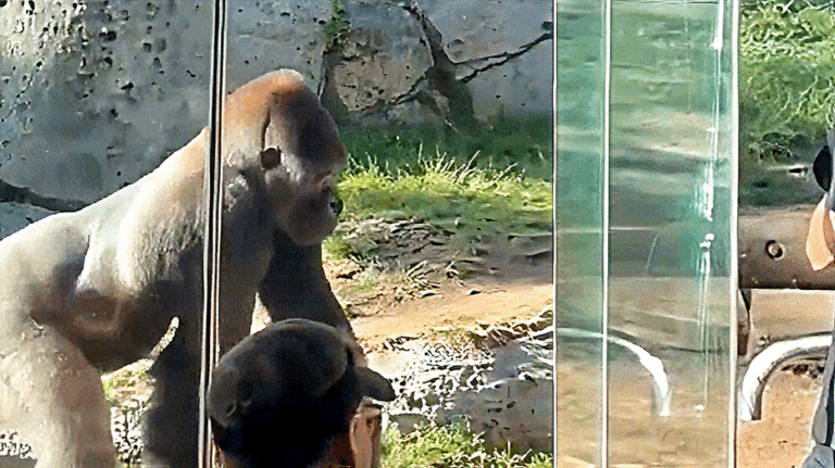Terrifying video shows gorilla smash glass as crowd reacts in disbelief