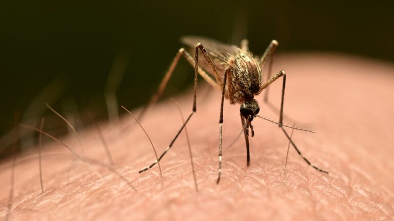 Chikungunya virus: New York confirms first locally acquired case in US since 2019
