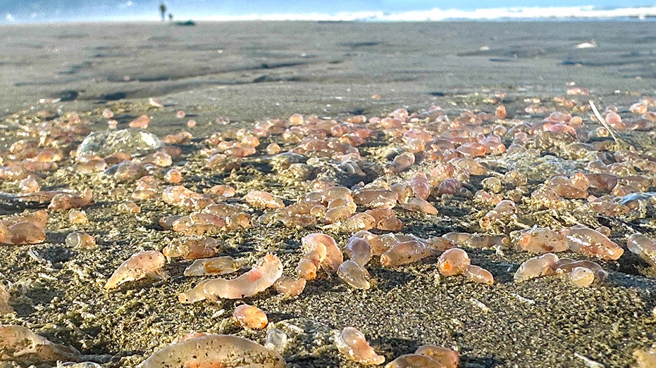 Thousands of mysterious sea creatures 'littering' coastal town: See the photos