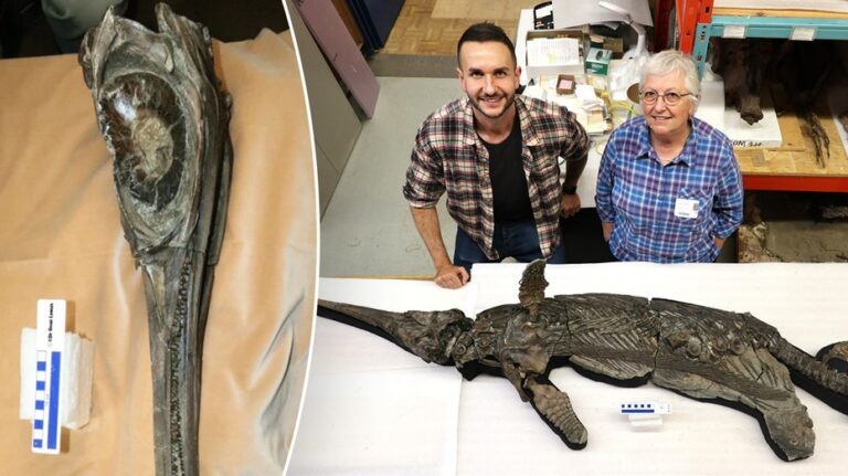 Scientists solve mystery of 'sword dragon' skeleton found on coast after decades of study