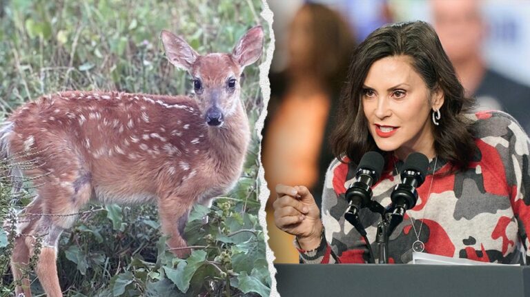Blue state bureaucracy orders euthanasia of rescued fawn, sparking bipartisan outrage
