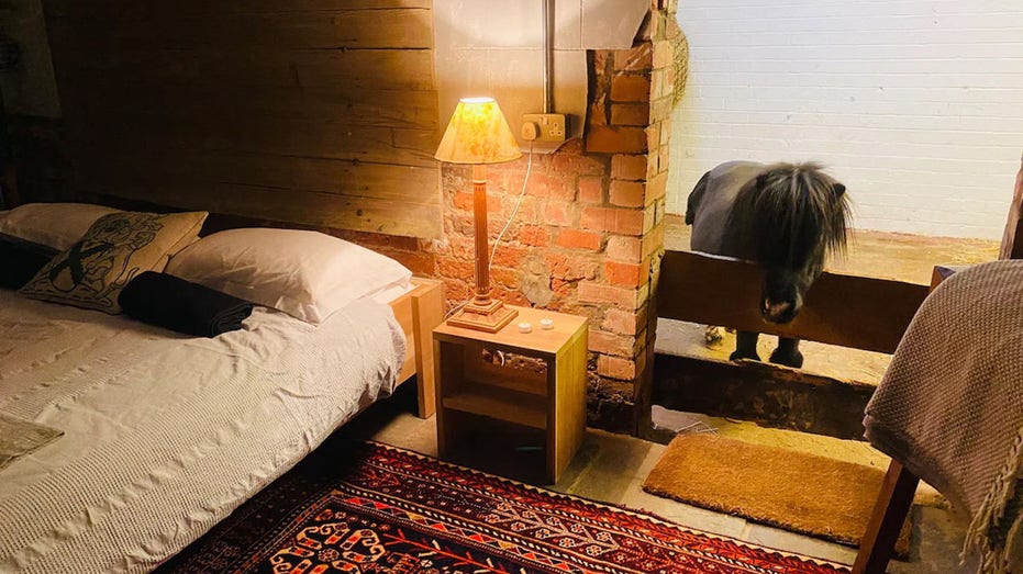 Miniature horse can be a roommate in unusual Airbnb experience
