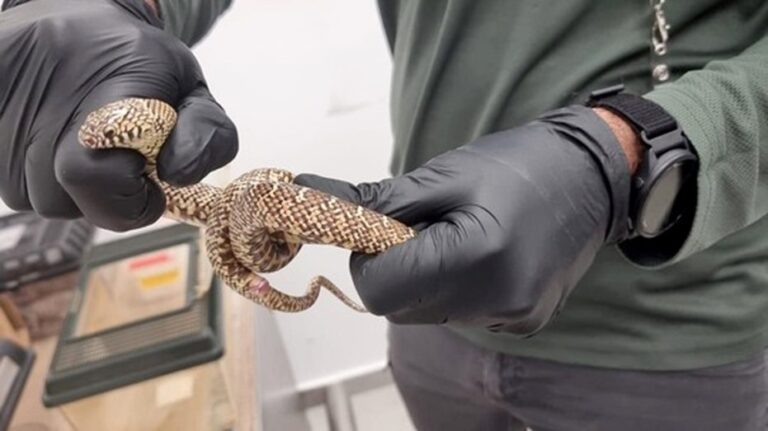 Man smuggles nearly 200 exotic animals stuffed in his luggage: See the wild photos