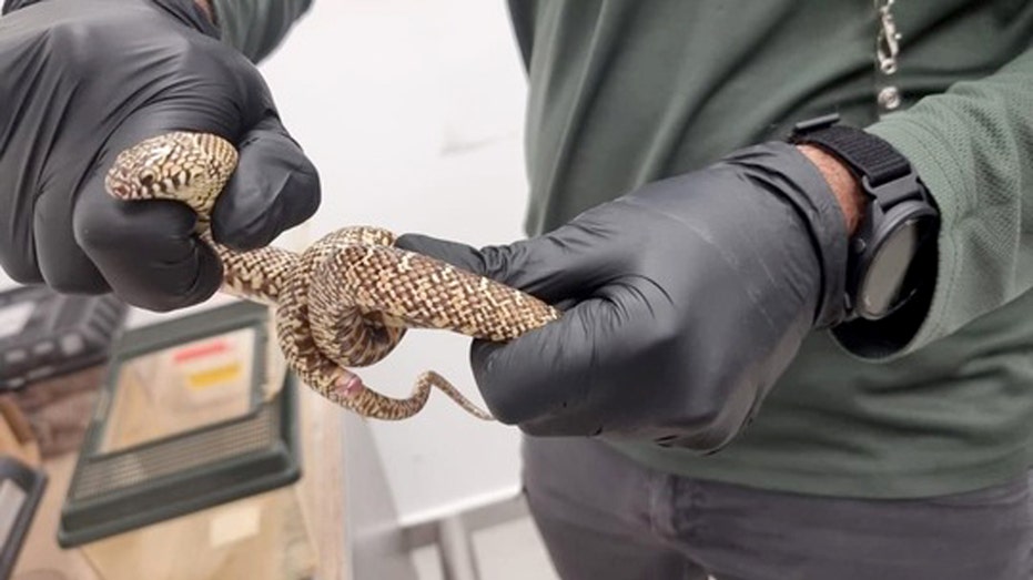Man smuggles nearly 200 exotic animals stuffed in his luggage: See the wild photos