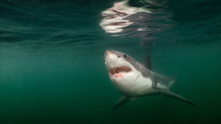 Rare great white shark encounter off Maine coast captured in heart-stopping National Geographic photo