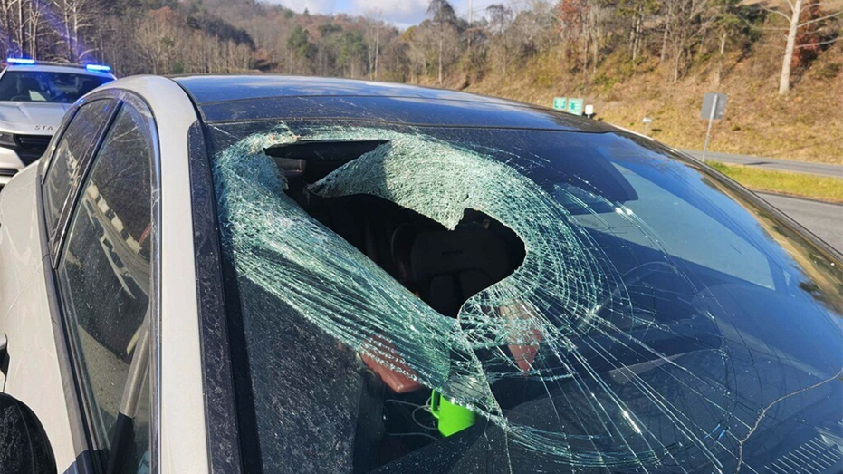 North Carolina driver says bald eagle dropped cat through her windshield: 'You may not believe me'