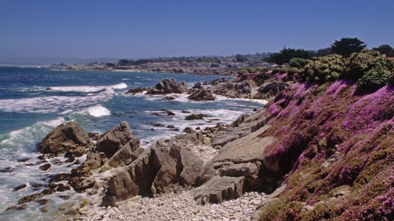 Swimmer vanishes after possible shark encounter off California coast during group outing