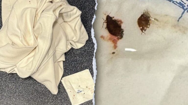 Virginia family alleges bed bugs bit them during transatlantic flight, suing Delta and KLM airlines