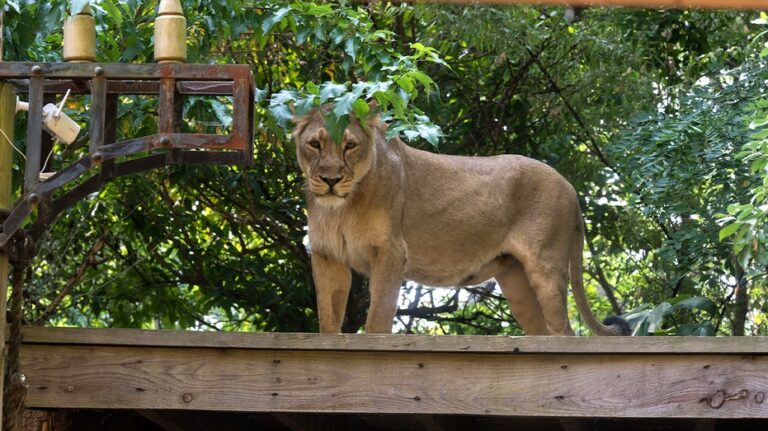Teen with dreams of lion taming mauled to death after climbing into enclosure at zoo