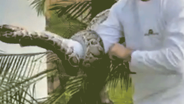 Large Burmese python on video getting pulled from Florida neighborhood tree: 'It was pretty dangerous’