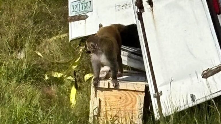 Forrest, the last escaped monkey from Mississippi highway crash, finds new life at New Jersey sanctuary