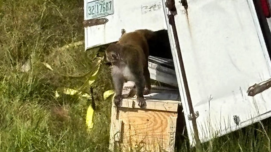 Forrest, the last escaped monkey from Mississippi highway crash, finds new life at New Jersey sanctuary