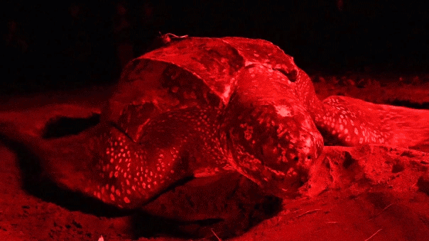Rare sea reptile makes impressive 7,000-mile journey from tropics to northern seas and back