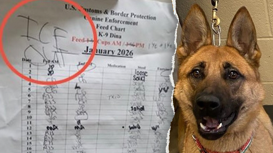 Federal officials say anti-ICE agitators 'going after the dogs' after Minneapolis kennel incident