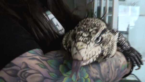 Rescuers race to save exotic lizard found buried alive under nearly 2 feet of snow after massive storm