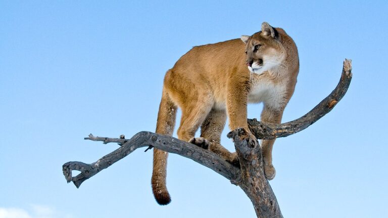 Woman suspected to have been killed in Colorado's first fatal mountain lion attack in over two decades