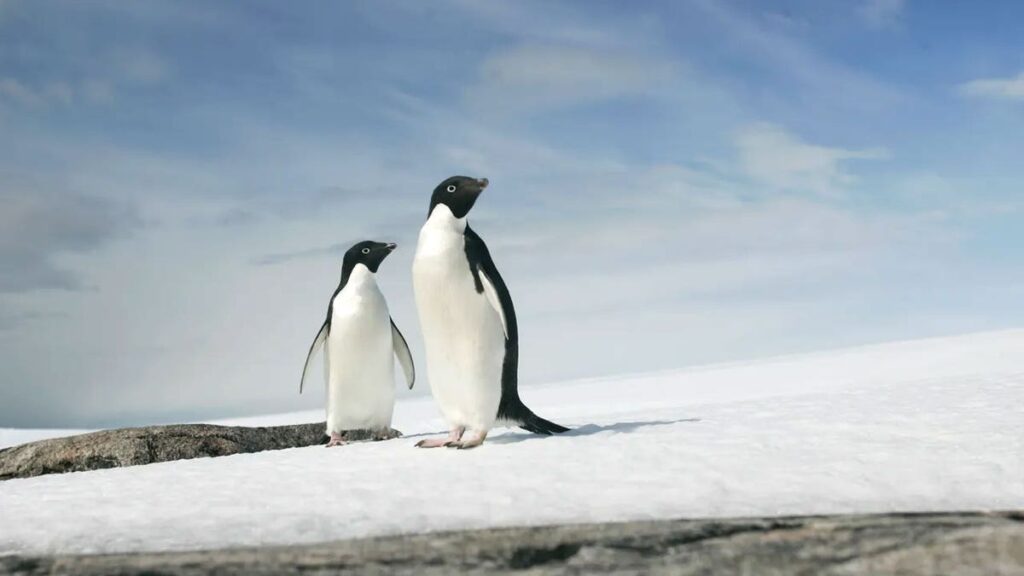 Trump's penguin breaks the internet — and sends the left into a frenzy