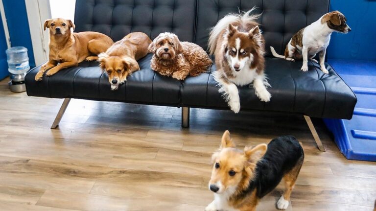 AI robot brings emotional care to pets