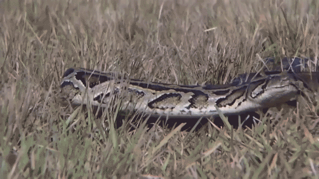 Woman wakes up with 8-foot python coiled on her chest while sleeping: 'Don't move'
