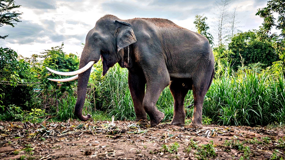 Tourist trampled to death by elephant in Thai national park