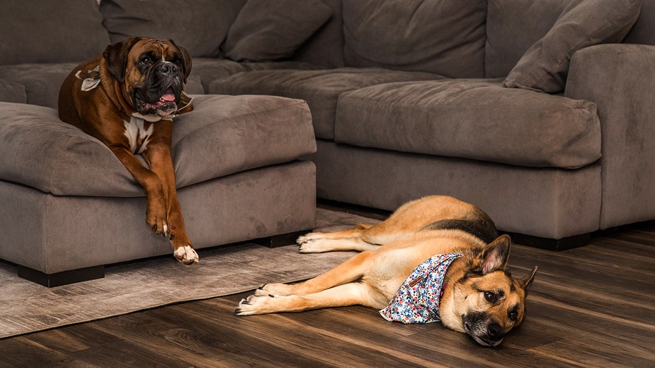 Ring's AI Search Party helps find lost dogs faster