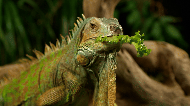 State's rare freeze gives residents and visitors green light to collect stunned invasive iguanas