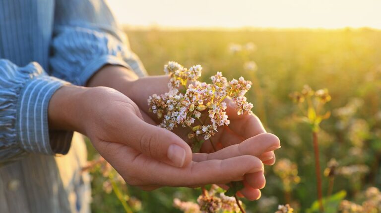 Ancient herb known as ‘nature’s Valium’ touted for improving sleep and anxiety
