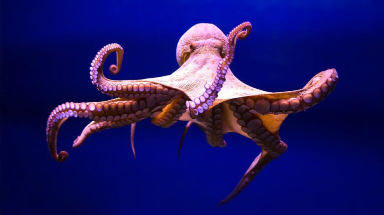 Ancient ocean mystery deepens as long-misidentified fossil is finally revealed by researchers