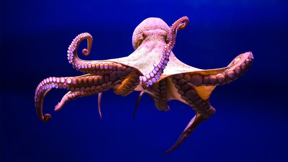 Ancient ocean mystery deepens as long-misidentified fossil is finally revealed by researchers