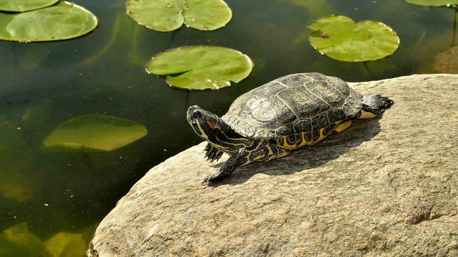 Scientists say turtle shells could hold clues to secret side of Neanderthal behavior