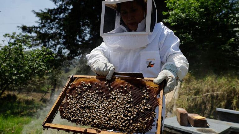 AI robotic beehives installed in Florida community claim 70% reduction in colony collapse threatening crops