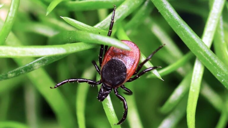 Rare tick-borne virus turns deadly fast as US cases reach record high, experts warn