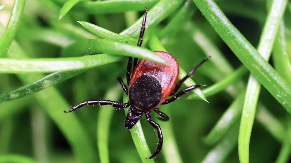 Rare tick-borne virus turns deadly fast as US cases reach record high, experts warn