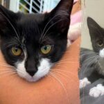 Bank robbery suspect allegedly steals kitten, asks employee to hold it before demanding cash