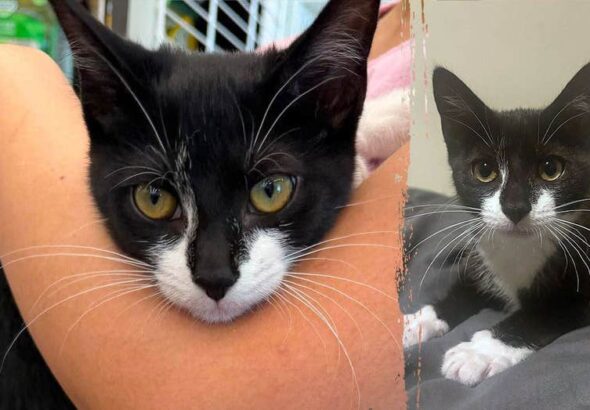 Bank robbery suspect allegedly steals kitten, asks employee to hold it before demanding cash